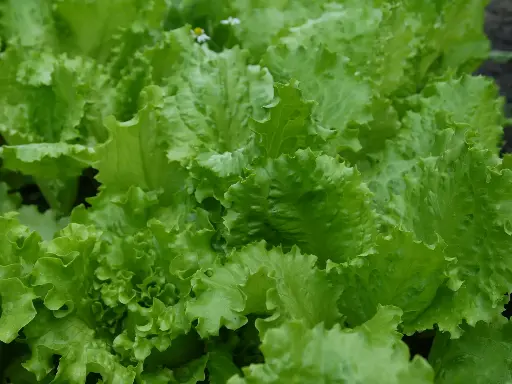 Lettuce - per piece