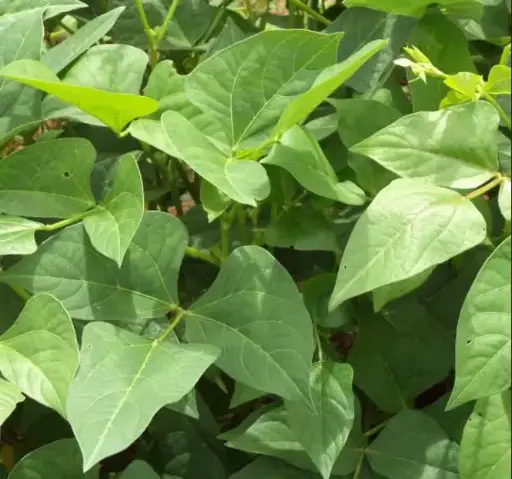 Cowpea leaves/Kunde - per bunch