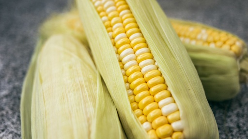 Sweet corn